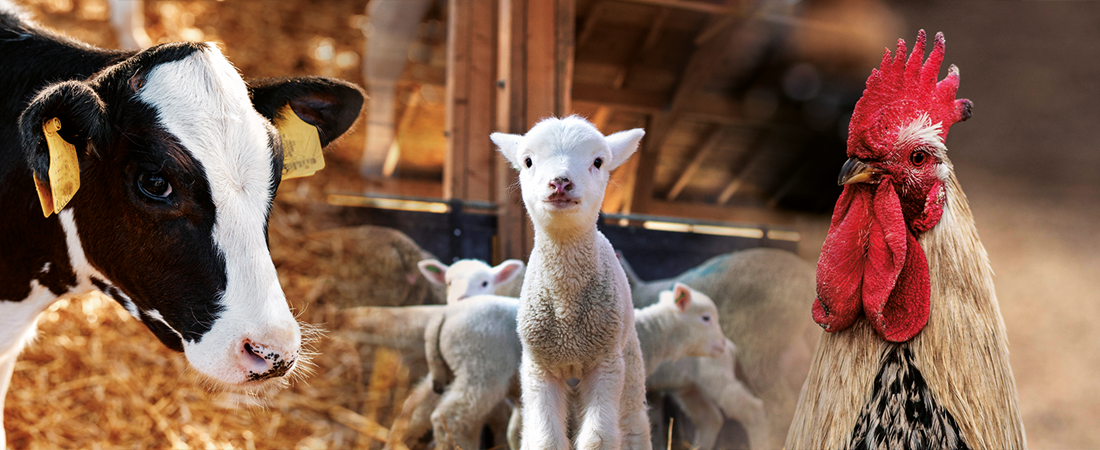 From R&D to Production: Feed Additive