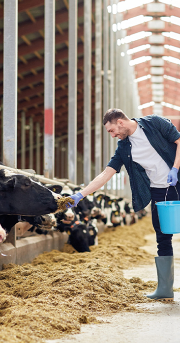 From R&D to Production: Feed Additive